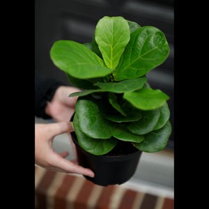 May include: A small green ficus lyrata plant in a black plastic pot. The plant has large, glossy leaves.