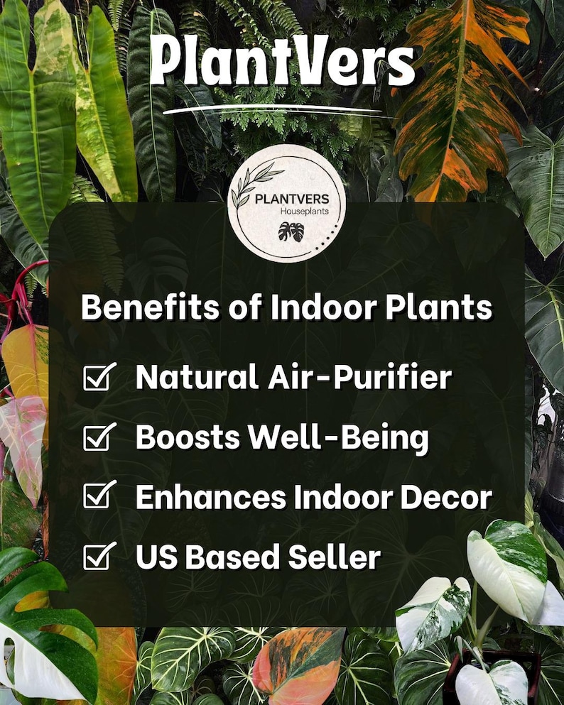 May include: A rectangular informational graphic titled PlantVers featuring a list of benefits of indoor plants including natural air-purifier, boosts well-being, enhances indoor decor, and US based seller, set against a background of various green and variegated leaves.