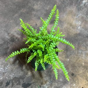 May include: A vibrant green fern plant in a dark green pot. The fern has delicate, feathery fronds, creating a lush, full appearance. The plant is a bright, lively green, contrasting with the dark pot. The image is taken from a top-down perspective.