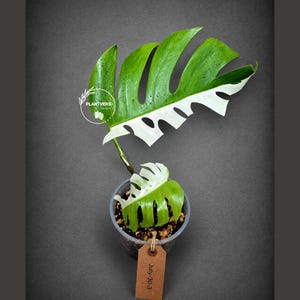 Monstera Albo - Rare Variegated Monstera Borsigiana Albo - Rare Collector Plant - White Monstera Albo - EXACT Same Plant - USA Seller Pot-July-30-3
