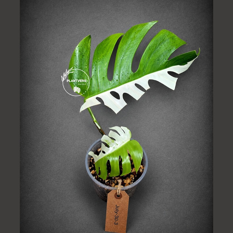 Monstera Albo - Rare Variegated Monstera Borsigiana Albo - Rare Collector Plant - White Monstera Albo - EXACT Same Plant - USA Seller Pot-July-30-3