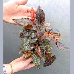 May include: A potted begonia plant with dark green leaves speckled with white and pink spots. The plant has reddish stems and new growth. The image shows the plant being held by two hands.
