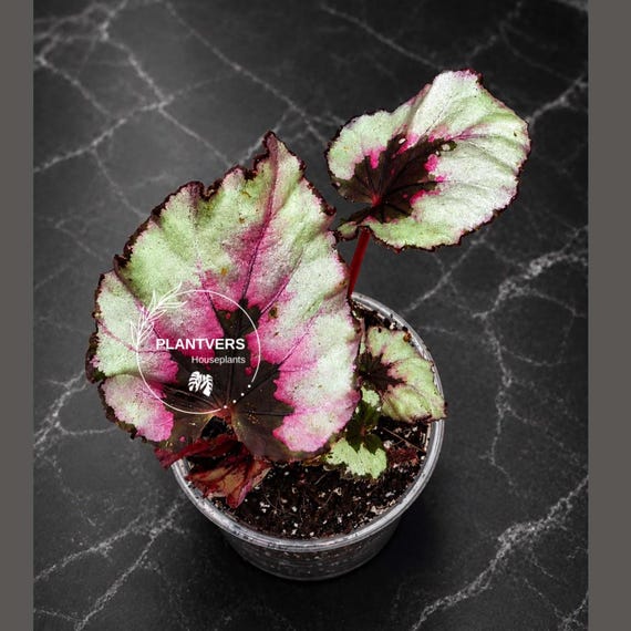 Begonia Rex Kotobuki 3" Live Houseplant - Rare Rex Begonia - Tropical Indoor Plant - Plant Lover Gift