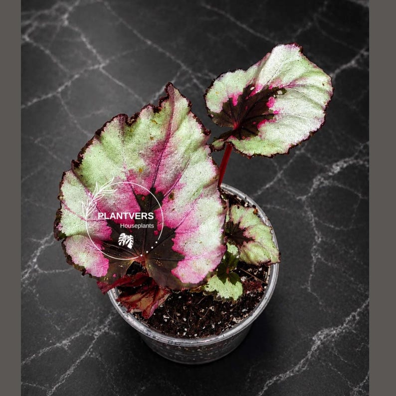 K&ouml;nnte beinhalten: Eine Begonienpflanze im Topf mit panaschierten Bl&auml;ttern in Silber-, Rosa- und Dunkellila-T&ouml;nen. Die Pflanze befindet sich in einem durchsichtigen Kunststofftopf mit dunkler Erde. Ein kreisf&ouml;rmiges Logo mit dem Text PLANTVERS Houseplants ist zu sehen.