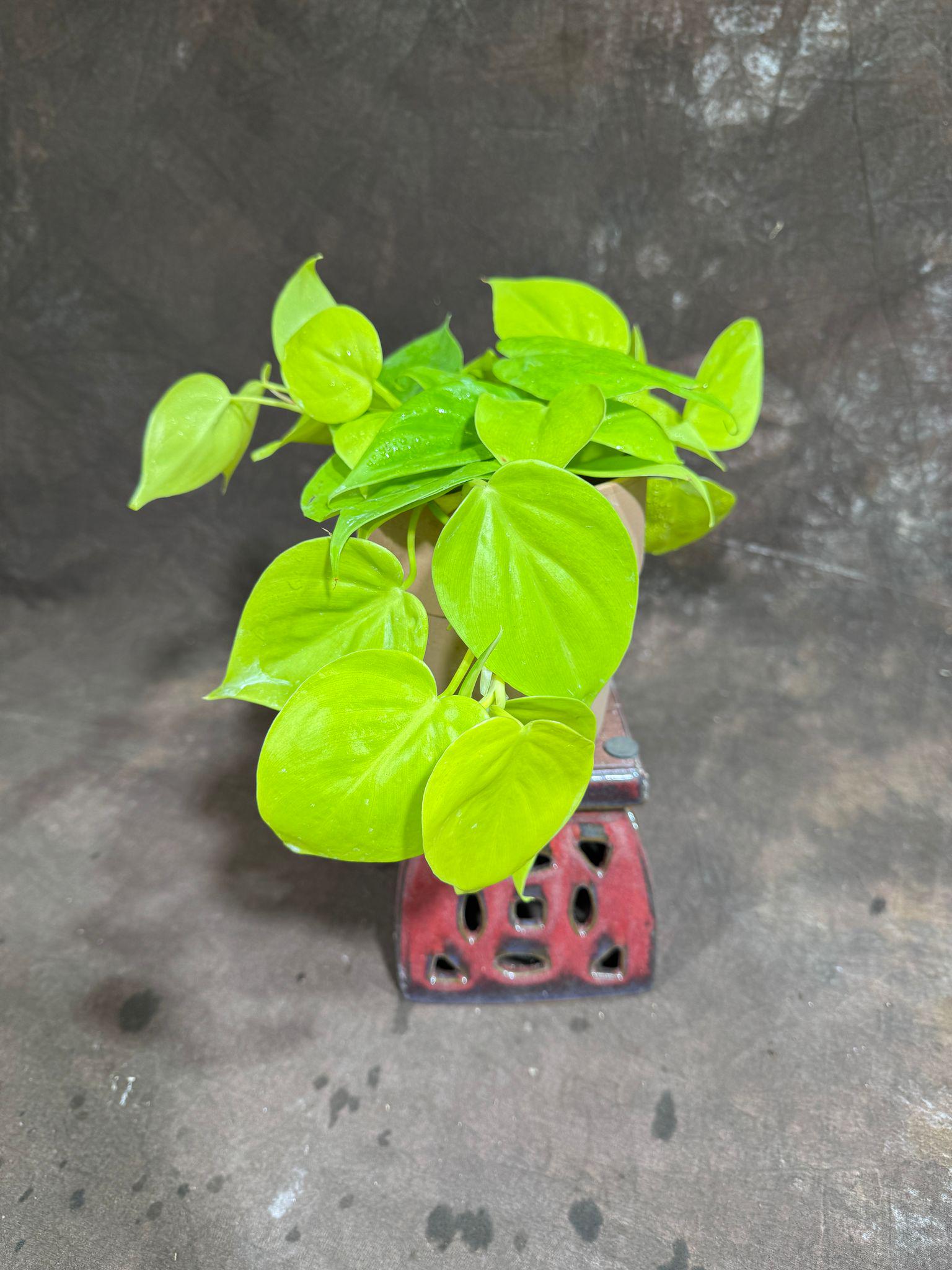 silk pothos 17" Pothos Leaf Silk Plant w/Clay Pot -Green/White  Silks Are Forever