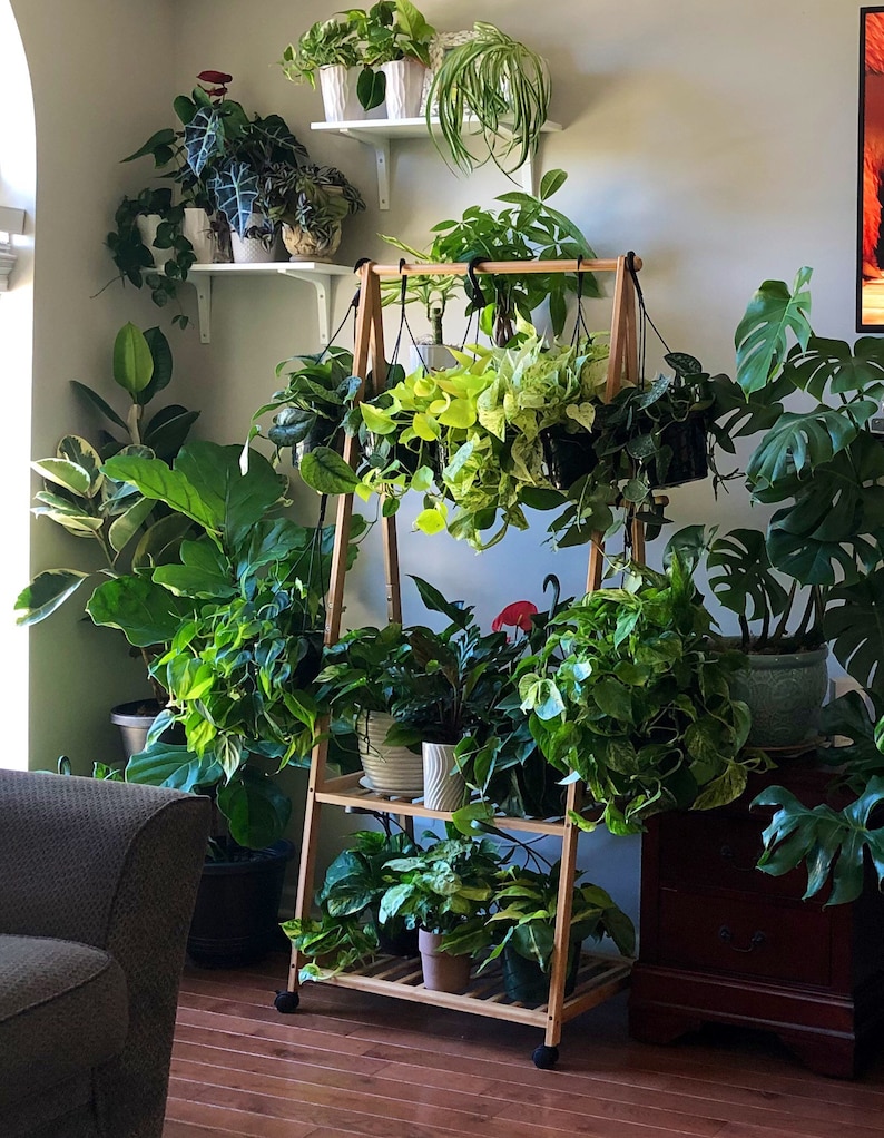 May include: A wooden plant stand filled with various potted green plants. The stand has three shelves and is on wheels. Several other plants are on shelves and in pots around the room, creating a lush, indoor garden.