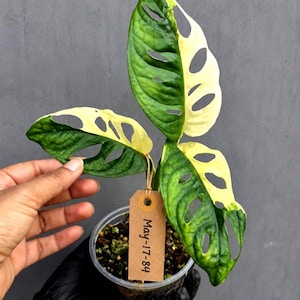 May include: A variegated Monstera adansonii plant with three leaves featuring deep green and creamy white patterns. The plant is in a clear plastic pot with soil and a brown paper tag attached by twine, which has the text May-17-84 written on it.