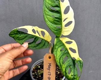 Variegated Monstera Adansonii Albo Plant – Rare Swiss Cheese Vine, Half-Moon Leaf EXACT Plant - US Seller
