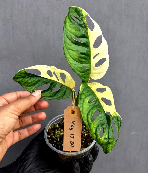 Variegated Monstera Adansonii Albo Plant – Rare Swiss Cheese Vine, Half-Moon Leaf EXACT Plant - US Seller