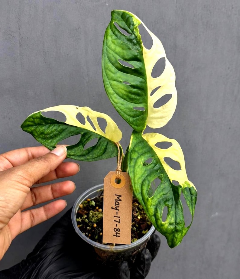 May include: A variegated Monstera adansonii plant with three leaves featuring deep green and creamy white patterns. The plant is in a clear plastic pot with soil and a brown paper tag attached by twine, which has the text May-17-84 written on it.