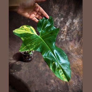 Philodendron Florida Beauty x Paraiso Verde in een kweekpot - bonte super zeldzame verzamelaar EXACTE plant - cadeauplant - Amerikaanse verkoper