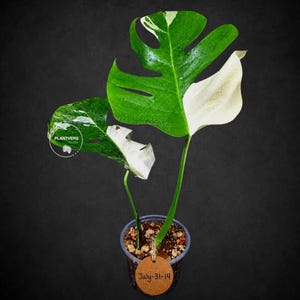 Monstera Albo - Rare Variegated Monstera Borsigiana Albo - Rare Collector Plant - White Monstera Albo - EXACT Same Plant - USA Seller Pot-July-31-14
