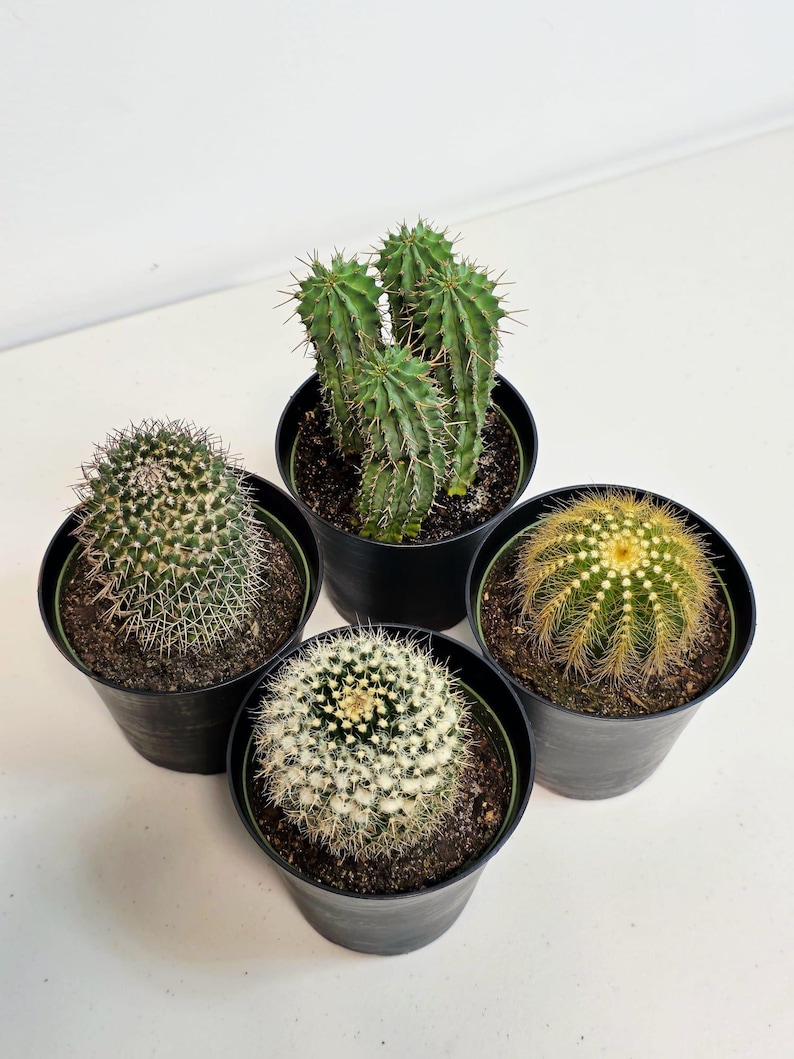Assorted Live Cactus Plants Set in 4
