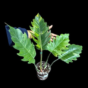 Super Rare Variegated Philodendron Caramel Marble EXACT Plant - Easy Care Indoor Plant - Stunning Collector’s Aroid - Gift Plant - US Seller