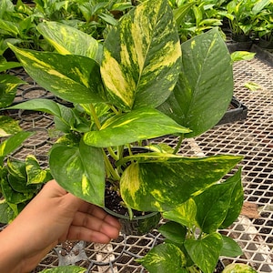 K&ouml;nnte beinhalten: Eine Topfpflanze der Sorte Golden Pothos mit gro&szlig;en, herzf&ouml;rmigen Bl&auml;ttern. Die Bl&auml;tter sind leuchtend gr&uuml;n mit auff&auml;lliger gelber Zeichnung. Die Pflanze befindet sich in einem kleinen schwarzen Plastiktopf. Im Hintergrund sind weitere Pflanzen zu sehen.
