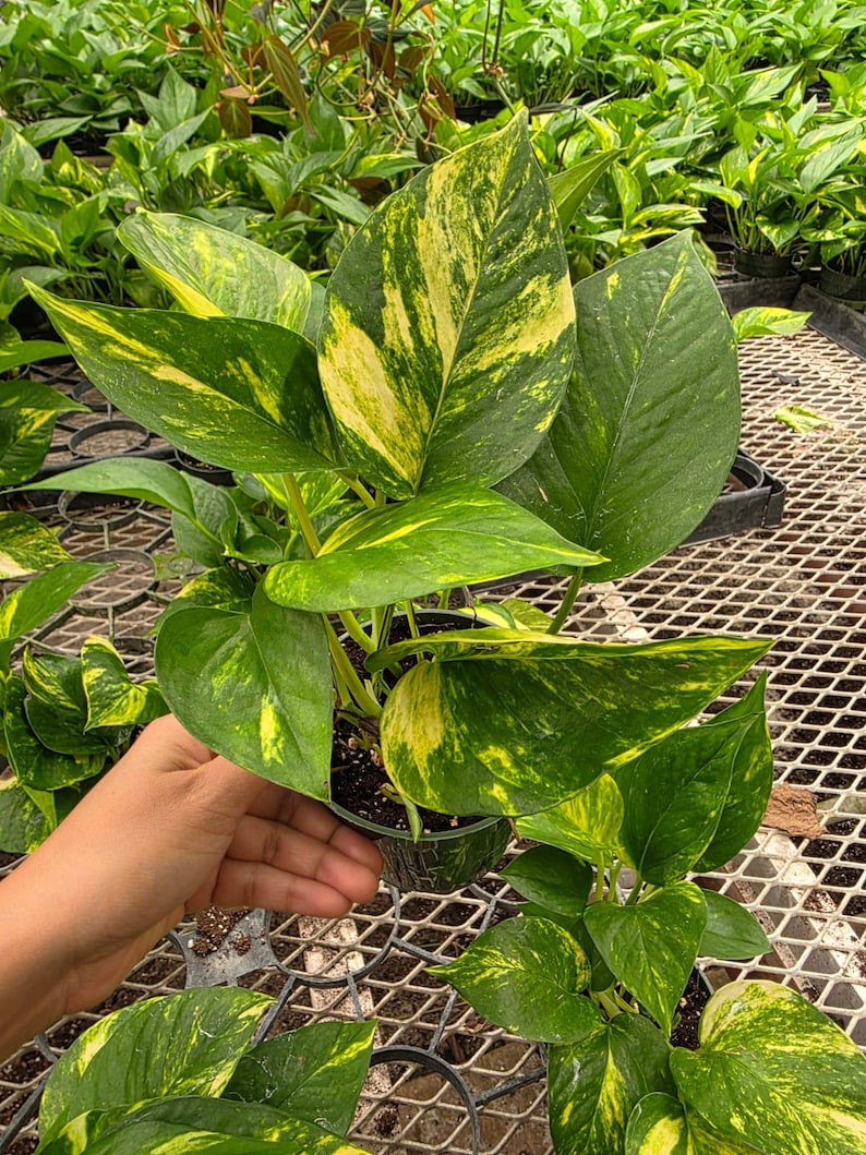 K&ouml;nnte beinhalten: Eine Topfpflanze der Sorte Golden Pothos mit gro&szlig;en, herzf&ouml;rmigen Bl&auml;ttern. Die Bl&auml;tter sind leuchtend gr&uuml;n mit auff&auml;lliger gelber Zeichnung. Die Pflanze befindet sich in einem kleinen schwarzen Plastiktopf. Im Hintergrund sind weitere Pflanzen zu sehen.