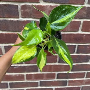 Rare Brasil philodendron Cuttings & Nursery Pots - Easy Care Houseplant Brasil Extremely Rare Low Light indoor vining plant office plant 3” Nursery Pot