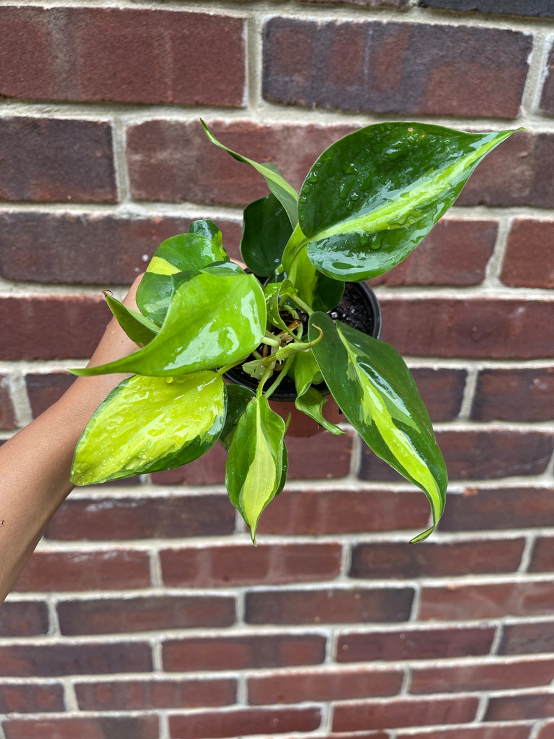 Rare Brasil philodendron Cuttings & Nursery Pots - Easy Care Houseplant Brasil Extremely Rare Low Light indoor vining plant office plant 3” Nursery Pot
