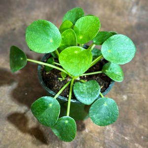 May include: A top-down view of a small potted plant with bright green, round leaves. The plant is in a dark green pot, and the leaves have a smooth texture. The plant is a Pilea peperomioides, also known as a Chinese money plant.