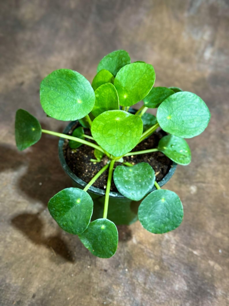 May include: A top-down view of a small potted plant with bright green, round leaves. The plant is in a dark green pot, and the leaves have a smooth texture. The plant is a Pilea peperomioides, also known as a Chinese money plant.