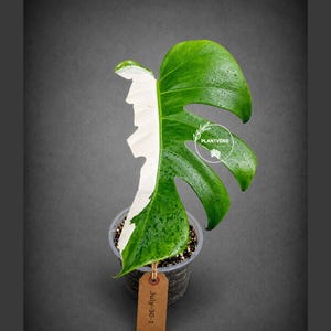 Monstera Albo - Rare Variegated Monstera Borsigiana Albo - Rare Collector Plant - White Monstera Albo - EXACT Same Plant - USA Seller Pot-July-30-1