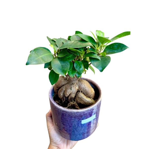 Ficus Ginseng Bonsai plant,  gift-Plant, office plant, low light plant, lucky plant, bonsai tree in 4" nursery