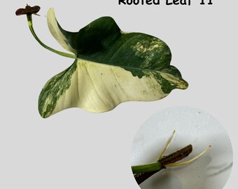 Philodendron Rooted Bipennifolium Variegated- High Variegated Philodendron Bipennifolium Cutting - Exact SAME Plant - US Seller