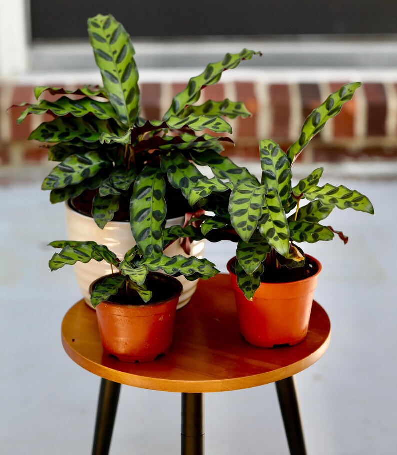 PlantVers Calathea Lancifolia