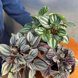 Pu&ograve; includere: Tre piante di Peperomia in vaso con diversi motivi fogliari. Una ha foglie a strisce verdi e bianche, un'altra ha foglie grigio-argento con steli rossi e la terza ha foglie viola scuro. Le piante sono su una superficie di legno.