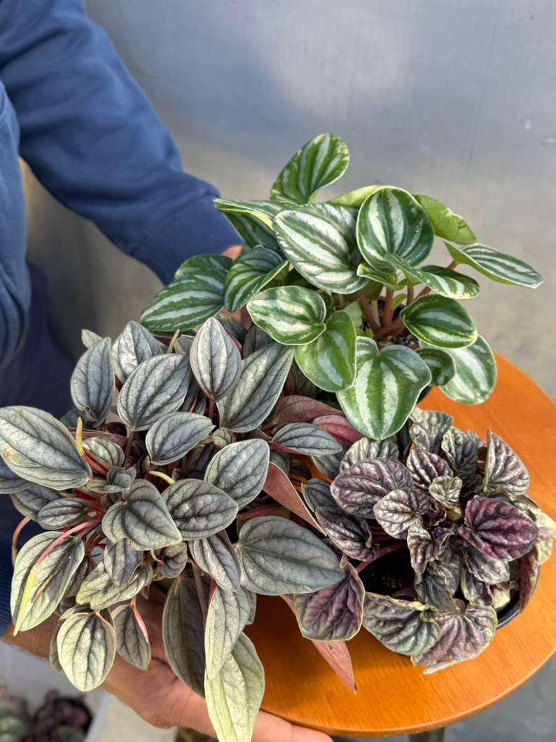 Pu&ograve; includere: Tre piante di Peperomia in vaso con diversi motivi fogliari. Una ha foglie a strisce verdi e bianche, un'altra ha foglie grigio-argento con steli rossi e la terza ha foglie viola scuro. Le piante sono su una superficie di legno.