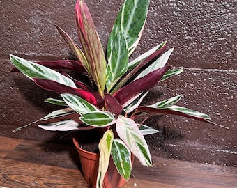 May include: A potted Calathea plant with vibrant foliage. The leaves display a mix of colors, including deep burgundy, bright pink, white, and various shades of green. The plant is in a brown plastic pot, set against a brown brick wall.