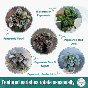 Pu&ograve; includere: Un'immagine che mostra cinque variet&agrave; di piante di Peperomia: Pearl, Watermelon, Red Luna, Napoli Nights e Santorini. Ogni pianta &egrave; in un vaso scuro, con i nomi di ogni variet&agrave; etichettati. Il testo "Featured varieties rotate seasonally" &egrave; in basso.