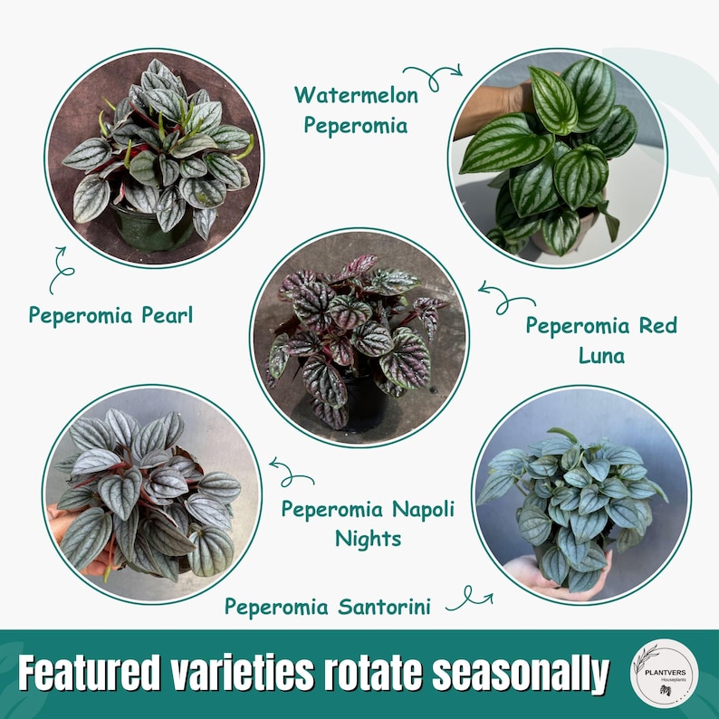 Pu&ograve; includere: Un'immagine che mostra cinque variet&agrave; di piante di Peperomia: Pearl, Watermelon, Red Luna, Napoli Nights e Santorini. Ogni pianta &egrave; in un vaso scuro, con i nomi di ogni variet&agrave; etichettati. Il testo "Featured varieties rotate seasonally" &egrave; in basso.