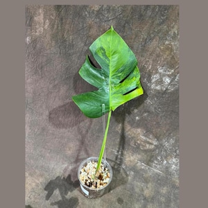 Super Rare Variegated Monstera Green on Green Plant - Variegated Monstera Top Cut Potted Plant - Collector&#39;s Indoor SAME Plant - US Seller