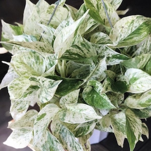 May include: A hanging basket overflowing with a variegated pothos plant. The leaves are a mix of creamy white and various shades of green, creating a striking contrast. The plant is suspended by thin metal wires.