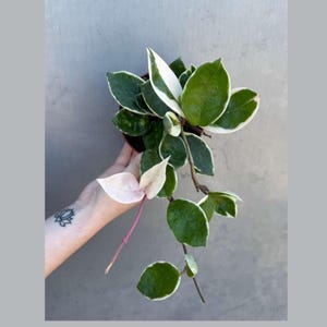 Hoya Carnosa ‘Krimson Queen’ in 4&quot; Grow Pot – Tricolor Variegated Hoya Plant – Air Purifying Indoor Plant - Tropical Houseplant