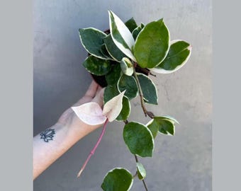Hoya Carnosa ‘Krimson Queen’ in 4" Grow Pot – Tricolor Variegated Hoya Plant – Air Purifying Indoor Plant - Tropical Houseplant