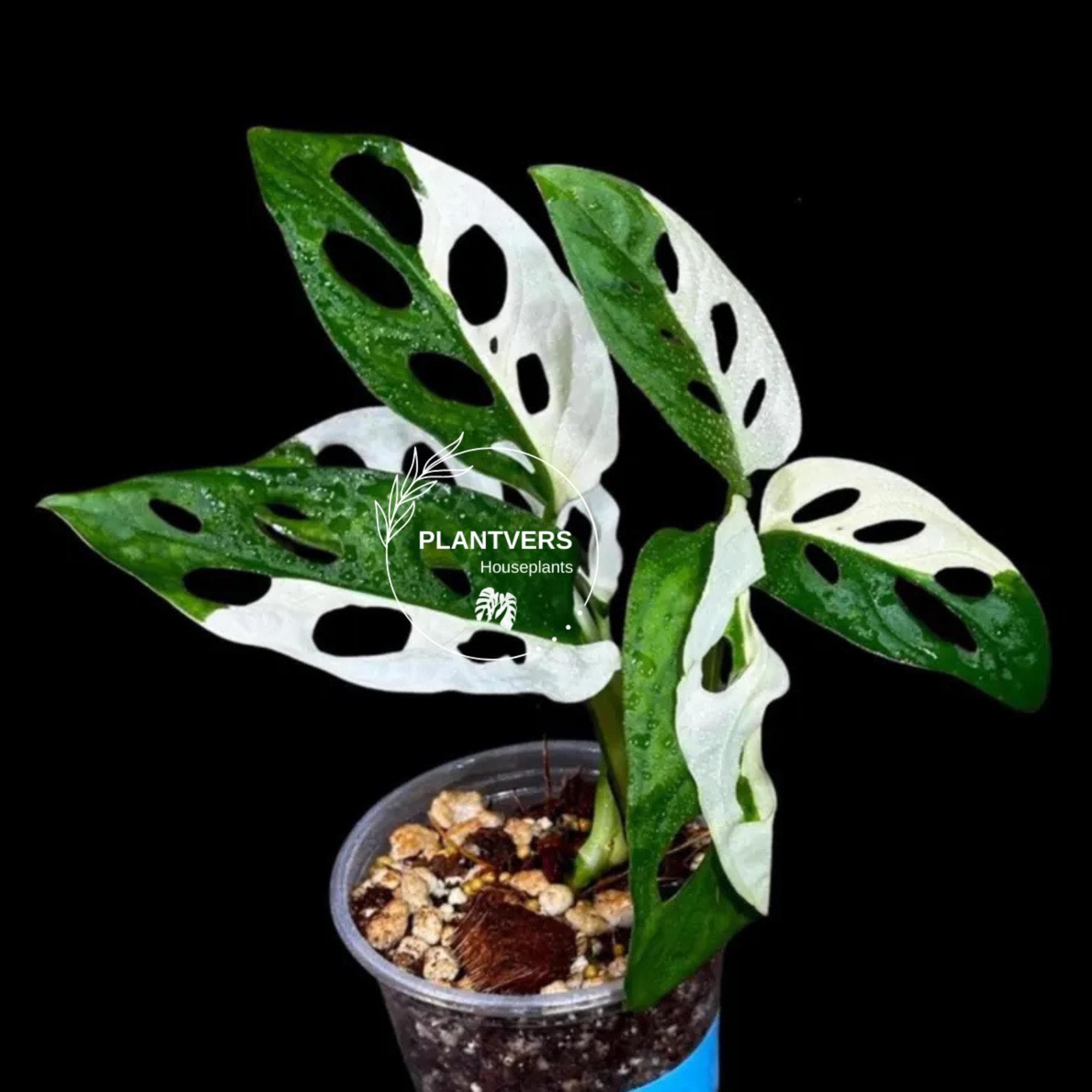 Variegated Monstera Adansonii Albo Plant  Rare Swiss Cheese Vine,  Half-moon Leaf EXACT Plant - US Seller - Etsy