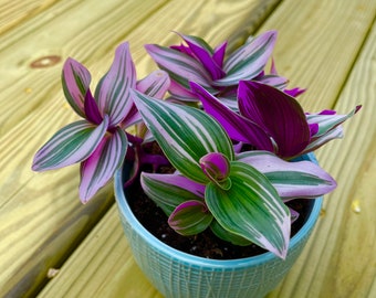 Rare Tradescantia Nanouk Lilac Plant - Rare Tradescantia Pot - Rare Pink Wandering Jew  - Easy care hardy indoor houseplant in a nursery pot