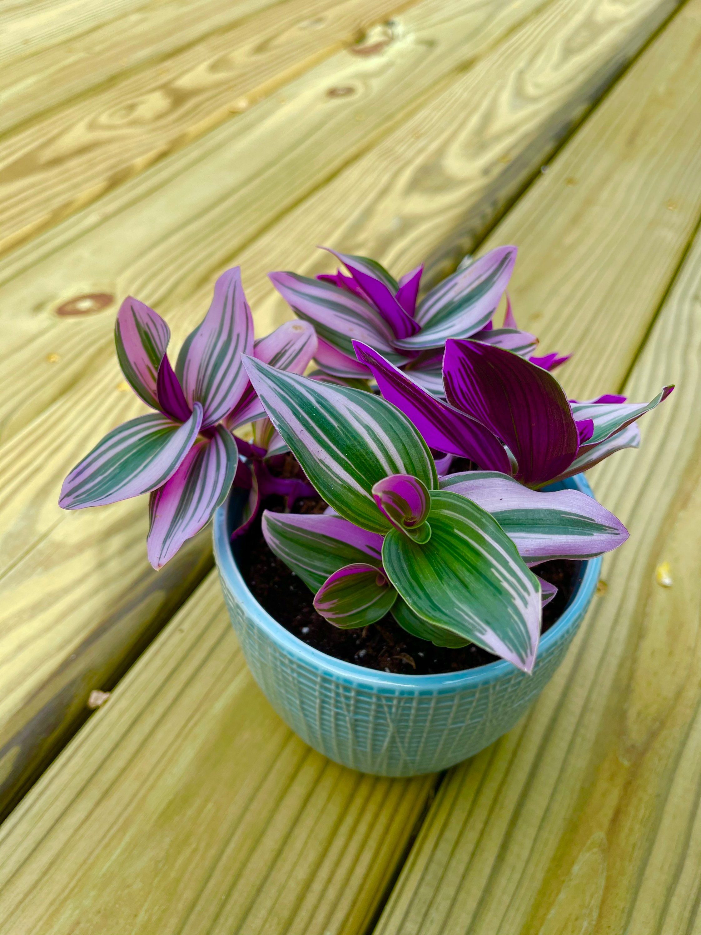 Rare Tradescantia Nanouk Lilac Plant Rare Tradescantia Pot Etsy