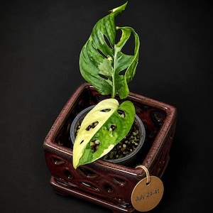 May include: A variegated Monstera adansonii plant with two leaves featuring green and cream-colored patterns, planted in a clear plastic pot inside a square, dark red glazed ceramic planter with cut-out details and a round brown tag reading July-24-41.