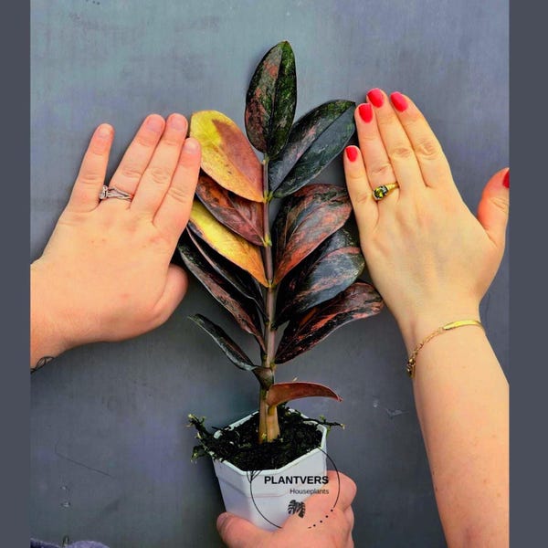 Variegated Multi Color ZZ Plant Exact Cuttings UNROOTED - Rare Zamioculcas Variegata - Indoor Low Light Plant - Garden Gifts - US Seller