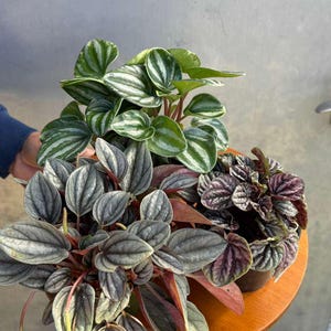 Pu&ograve; includere: Tre piante di Peperomia in vaso con vari colori e motivi delle foglie. Una pianta ha foglie verdi con strisce bianche, un'altra ha foglie grigie con steli rossi e la terza ha foglie viola scuro.