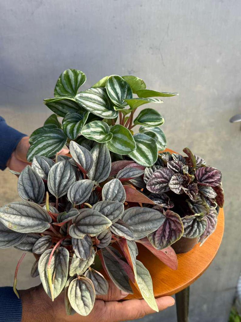 Pu&ograve; includere: Tre piante di Peperomia in vaso con vari colori e motivi delle foglie. Una pianta ha foglie verdi con strisce bianche, un'altra ha foglie grigie con steli rossi e la terza ha foglie viola scuro.