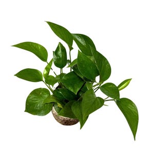 Jade Pothos Plant in 4” Grow Pot - Jade Philodendron - Epipremnum Aureum Jade - Vining Low Light Indoor Plant - Air Purifying Live Plant