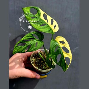 Monstera Adansonii Half Moon - Etsy