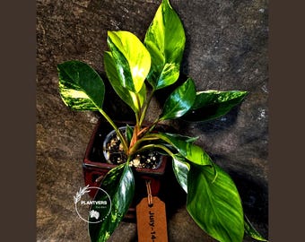 Yellow Congo Philodendron Variegated Live Plant - Super Rare Indoor Plant - Hard to Come By - Exact Same Plant - US Seller