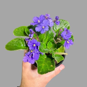 May include: A potted African violet plant with vibrant purple flowers and lush green leaves.