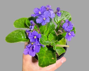 African Violet Live Flower Plant in a 4 Inch Pot - Blue Violet Blooming Indoor Plant - Mini Gift Plant with Blue Flowers