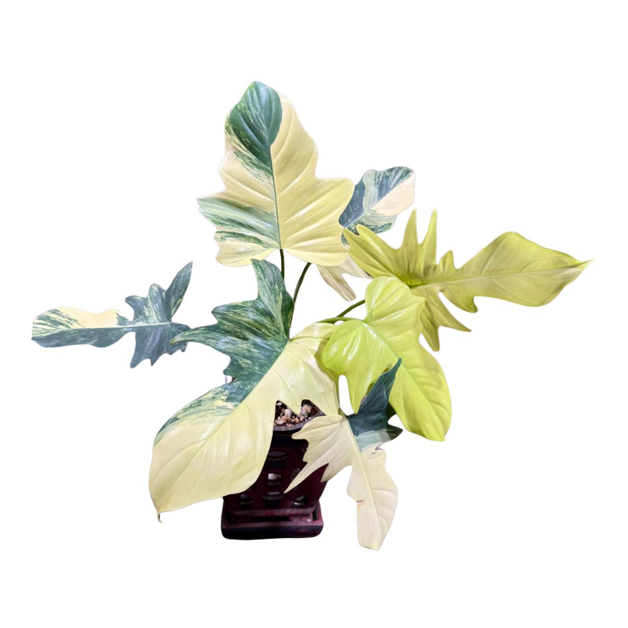 P. Radiatum x Florida Beauty x Mayoi② Philodendron Florida Beauty x Mayoi – Rare Tropical Plants